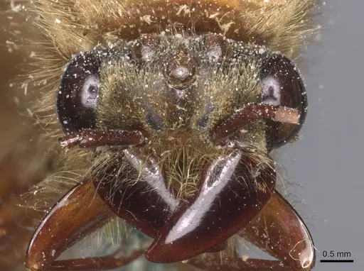 Dorylus orientalis specimen CASENT0911340 image casent0911340_2