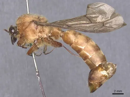 Dorylus orientalis specimen CASENT0911340 image casent0911340_3