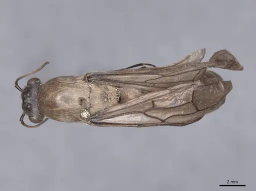 Dorylus orientalis specimen FMNHINS0000045260 image fmnhins0000045260_1