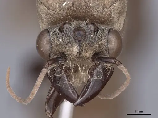 Dorylus orientalis specimen FMNHINS0000045260 image fmnhins0000045260_2