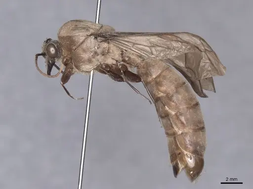 Dorylus orientalis specimen FMNHINS0000045260 image fmnhins0000045260_3