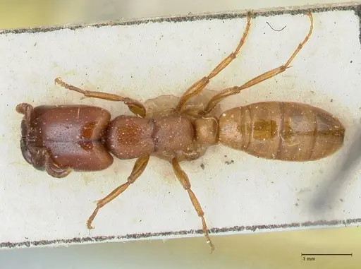 Dorylus orientalis specimen FOCOL1113 image focol1113_1