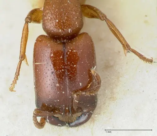 Dorylus orientalis specimen FOCOL1113 image focol1113_2