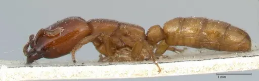 Dorylus orientalis specimen FOCOL1113 image focol1113_3