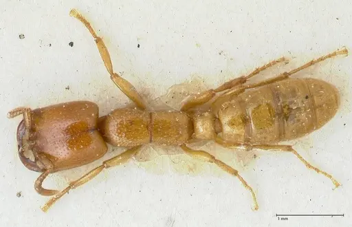 Dorylus orientalis specimen FOCOL1114 image focol1114_1