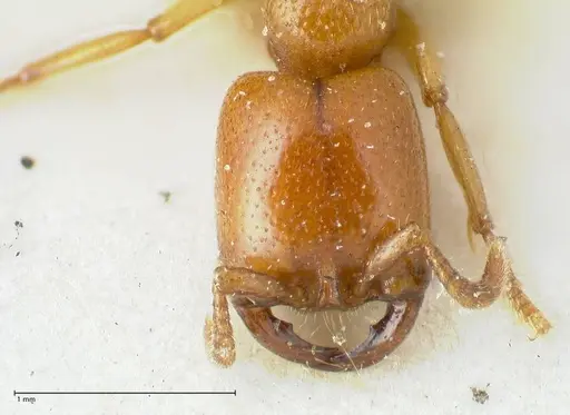 Dorylus orientalis specimen FOCOL1114 image focol1114_2