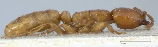 Dorylus orientalis specimen FOCOL1114 image focol1114_4
