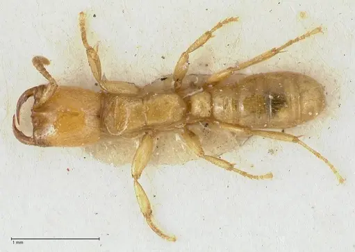 Dorylus orientalis specimen FOCOL1115 image focol1115_1