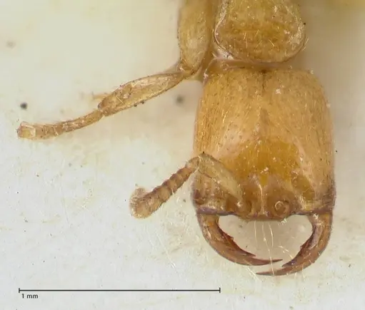 Dorylus orientalis specimen FOCOL1115 image focol1115_2