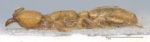 Dorylus orientalis specimen FOCOL1115 image focol1115_3