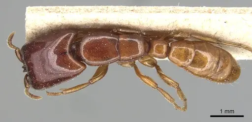 Dorylus politus specimen CASENT0903698 image casent0903698_1