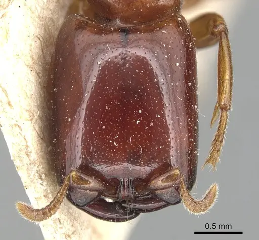 Dorylus politus specimen CASENT0903698 image casent0903698_2