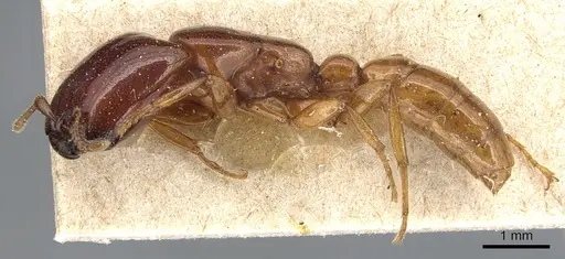 Dorylus politus specimen CASENT0903698 image casent0903698_3