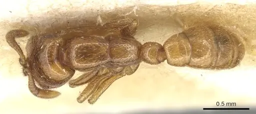 Dorylus politus specimen CASENT0903699 image casent0903699_1