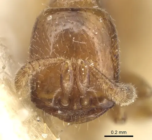 Dorylus politus specimen CASENT0903699 image casent0903699_2