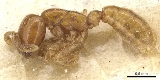 Dorylus politus specimen CASENT0903699 image casent0903699_3