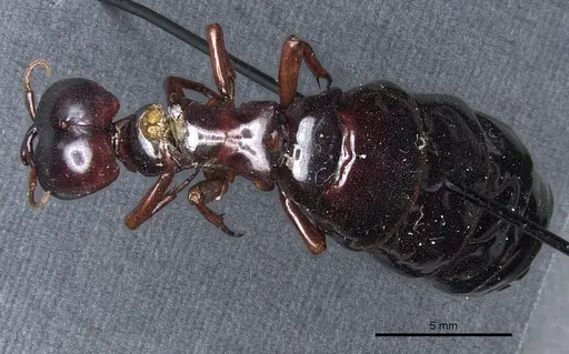 Dorylus rufescens specimen CASENT0904493 image casent0904493_1