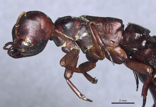 Dorylus rufescens specimen CASENT0904493 image casent0904493_4