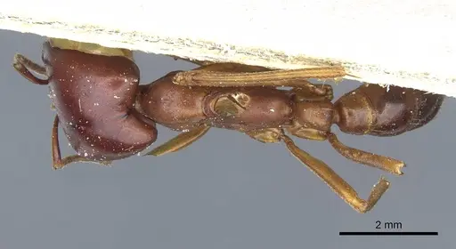 Dorylus rufescens specimen CASENT0911319 image casent0911319_1