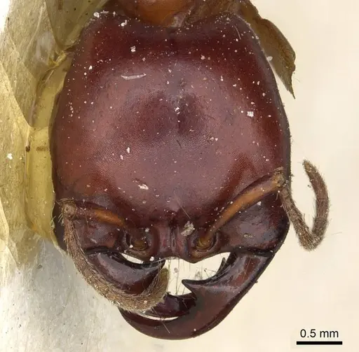 Dorylus rufescens specimen CASENT0911319 image casent0911319_2