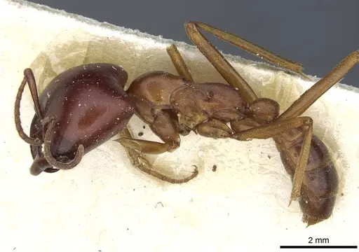 Dorylus rufescens specimen CASENT0911319 image casent0911319_3