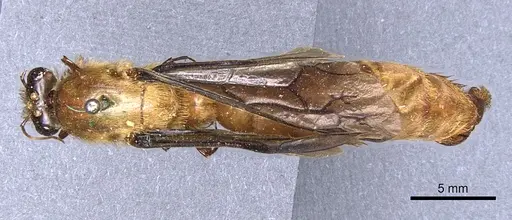 Dorylus savagei specimen CASENT0903716 image casent0903716_1