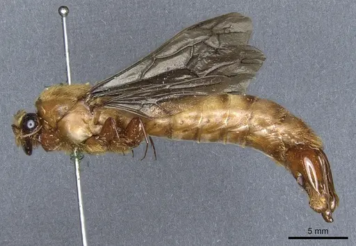 Dorylus savagei specimen CASENT0903716 image casent0903716_3