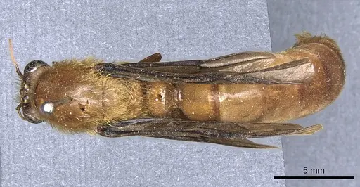 Dorylus savagei specimen CASENT0903717 image casent0903717_1