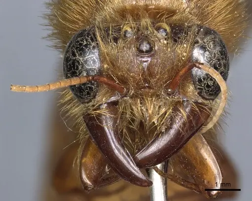 Dorylus savagei specimen CASENT0903717 image casent0903717_2