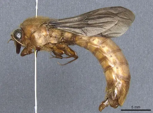 Dorylus savagei specimen CASENT0903717 image casent0903717_3