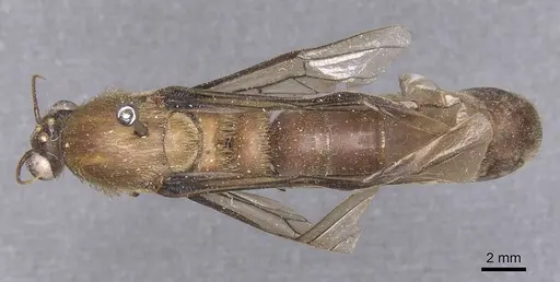 Dorylus schoutedeni specimen CASENT0911341 image casent0911341_1