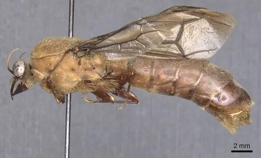 Dorylus schoutedeni specimen CASENT0911341 image casent0911341_3