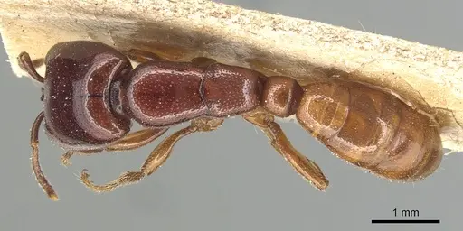 Dorylus spininodis specimen CASENT0903702 image casent0903702_1