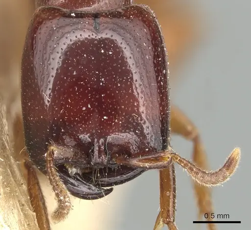 Dorylus spininodis specimen CASENT0903702 image casent0903702_2
