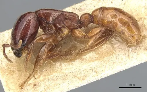 Dorylus spininodis specimen CASENT0903702 image casent0903702_3