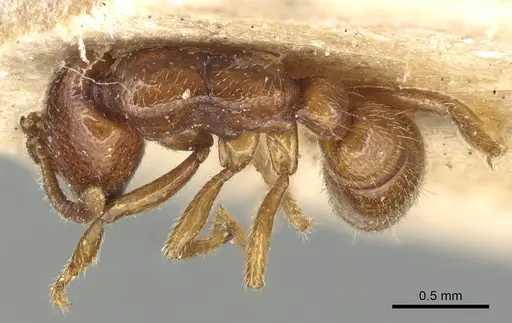 Dorylus spininodis specimen CASENT0903703 image casent0903703_1