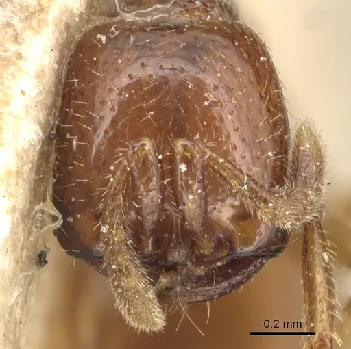 Dorylus spininodis specimen CASENT0903703 image casent0903703_2