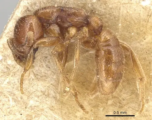 Dorylus spininodis specimen CASENT0903703 image casent0903703_3