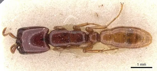 Dorylus spininodis specimen CASENT0905923 image casent0905923_1