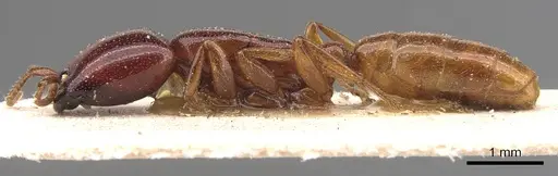 Dorylus spininodis specimen CASENT0905923 image casent0905923_3