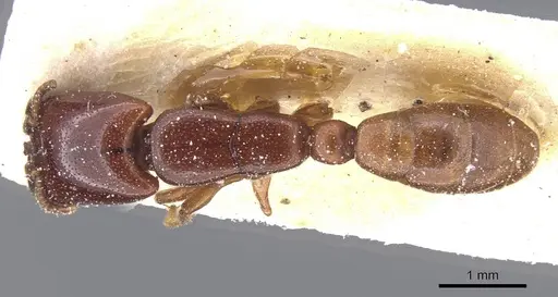 Dorylus spininodis specimen CASENT0911342 image casent0911342_1