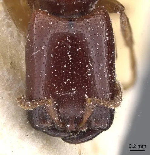 Dorylus spininodis specimen CASENT0911342 image casent0911342_2