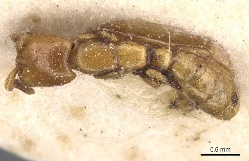 Dorylus spininodis specimen CASENT0911343 image casent0911343_1