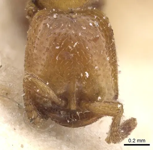 Dorylus spininodis specimen CASENT0911343 image casent0911343_2