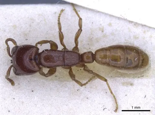 Dorylus spininodis specimen CASENT0916854 image casent0916854_1