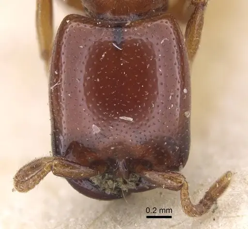 Dorylus spininodis specimen CASENT0916854 image casent0916854_2