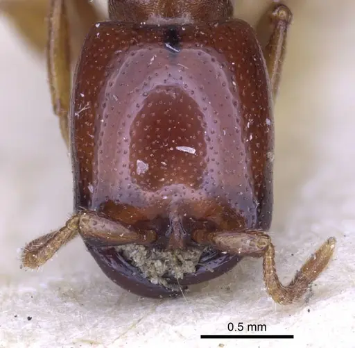 Dorylus spininodis specimen CASENT0916854 image casent0916854_3