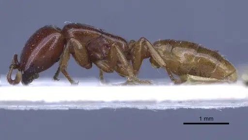 Dorylus spininodis specimen CASENT0916854 image casent0916854_4