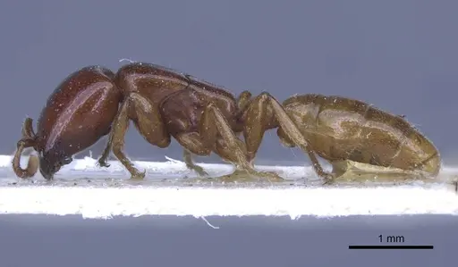 Dorylus spininodis specimen CASENT0916854 image casent0916854_5