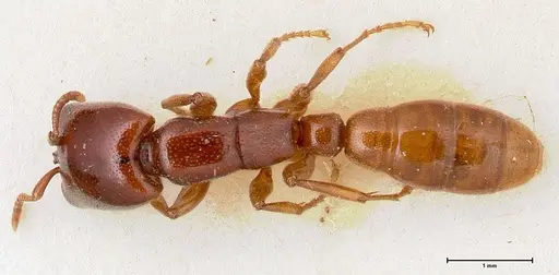 Dorylus spininodis specimen FOCOL0381 image focol0381_1